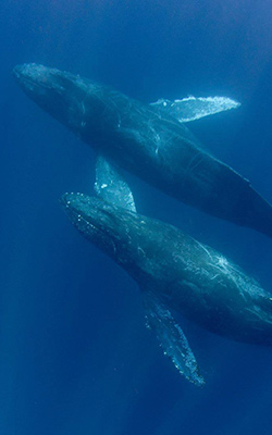 Whale and Diver in Los Cabos