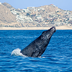 Avistamiento de ballenas - experiencia de lujo